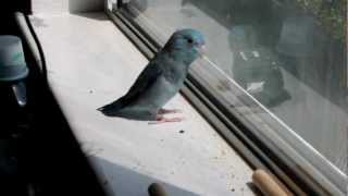 Parrotlet Singing [upl. by Gautea]