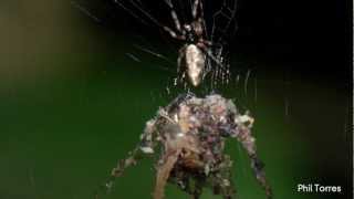 Spiders Making Incredible Decoys of Themselves [upl. by Notsreik917]