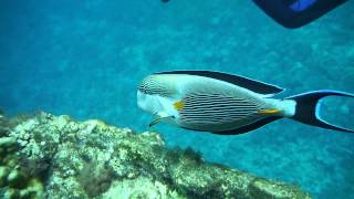 Sohal surgeonfish attacking divers [upl. by Nileuqcaj]