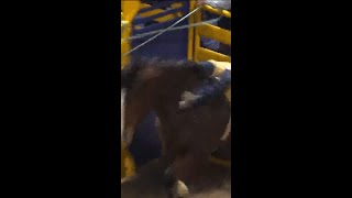 Weston Timberman 87 Points on J Bar Js Drunk Bunny wranglernfr nationalfinalsrodeo [upl. by Antrim837]