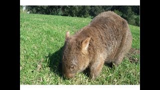 Wombat in the Wild Australian Native Animals in sight at Kangaroo Valley NSW Down Under🐾🌏 Uombat [upl. by Carnay]