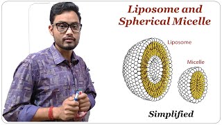 Liposome and Spherical Micelle  Cell Biology [upl. by Coad]