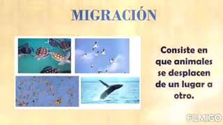 Adaptaciones Animales Hibernación y Migración [upl. by Salvador]