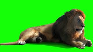 Male Lion Green Screen Video 🦁No copyright Video SK Green Effect [upl. by Creighton]