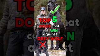 5 dogs that can win against wolf🤯 [upl. by Nakada384]