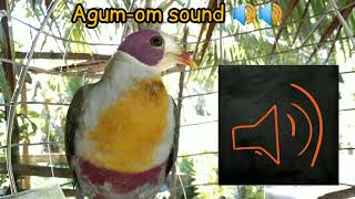 Yellow breasted fruit dove sound  Wild Kingfighter Channel [upl. by Zandra360]