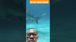 REMORA FISH SIRAJA DOYAN NEMPEL AMAN DEKAT HIU SHARK shark ikanhiu shortvideo shortshark [upl. by Htebazila812]