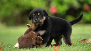 Puppies  A video from Pixabay [upl. by Lanza]