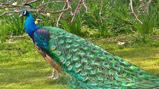 मोर नृत्य Peacock Dance in All its Glory  मोर  الطاووس [upl. by Eselahs]