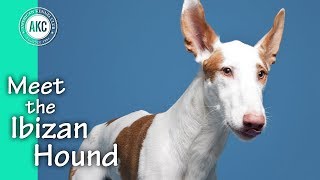 Meet the Ibizan Hound [upl. by Luis79]