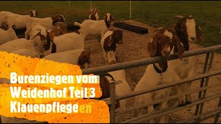 Burenziegen vom Weidenhof Teil 3 Klauenpflege [upl. by Ellenod]