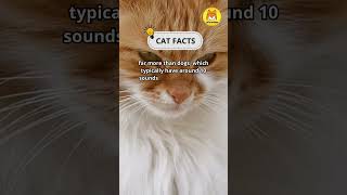 Cats Can Make Over 100 Different Vocal Sounds Far More Than Dogs shorts facts pets [upl. by Saint]