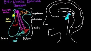 ADH Diagram animated [upl. by Eidarb]