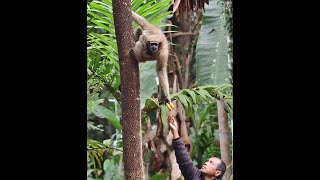 Hollock Gibbons are being fed banana at a village near Assam amp Arunachal Pradesh border in India [upl. by Braasch289]