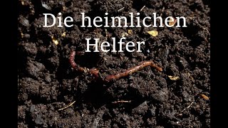 Der Regenwurm ein weiterer heimlicher Helfer [upl. by Supple37]