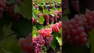 The sweetest very beautiful grapes wine grapevine usa fruit grapewine grapegrowing garden [upl. by Warring]