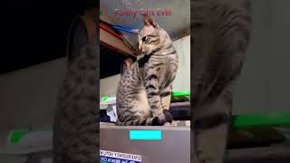 Cat Funny Videos 😸 kitten meowing crying 🐈‍⬛ FunnyCats 6064 [upl. by Notelrac]