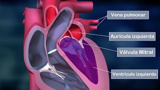 El CORAZÓN HUMANO partes aurículas ventrículos válvulas funciones anatomía [upl. by Ayanat]