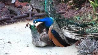 Peacock Mating 13 [upl. by Kinelski]