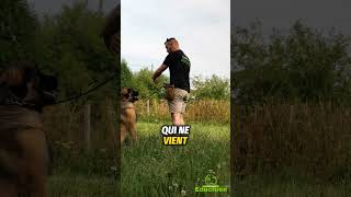 Les astuces dAlexis pour une BONNE MARCHE AU PIED avec son chien educationcanine chiot chien [upl. by Adlen]