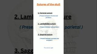 Sutures of the skullsutures suturesofskull skullsutures [upl. by Marguerita]