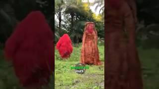 les figures mystiques de la Casamance le Kumpo amp Kankourang shortsvideo kumpo kankourang [upl. by Keyte951]