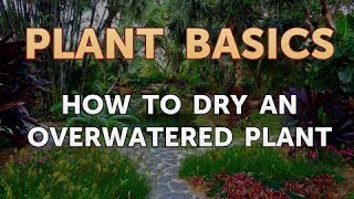 How to Dry an Overwatered Plant [upl. by Bj]