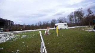 Dogtrophy Ballwurfmaschine im Agility [upl. by Elocan]