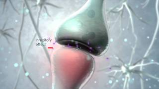 Visualization of the endocannabinoid signaling system [upl. by Yance]