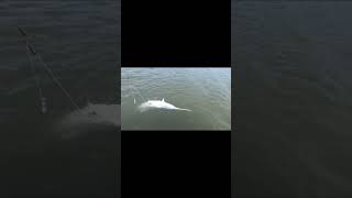 Paddlefish Snagging  Truman Lake [upl. by Phelgen]