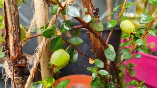 Myrteola Nummularia  tasting my first ripe berry [upl. by Loralee]