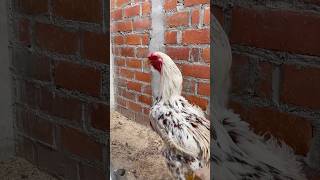 Gallito cantando shortvideo chicken gallinas viralvideo [upl. by Kappel]