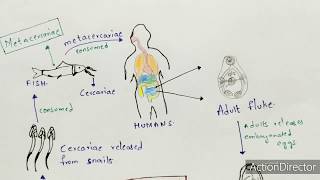 Metagonimiasis  Metagonimus yokogawai  Structure life cycle symptoms  Bio science [upl. by Magdalena]