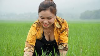 Caring for rice plants and watering rice [upl. by Sitto]