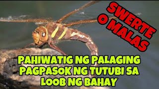 PAMAHIIN AT PANINIWALA DA TUTUBI NA PALAGING PUMAPASOK SA LOOB NG BAHAY [upl. by Eikin415]