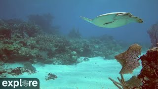 Utopia Village Sandy Channel Underwater Reef Cam powered by EXPLOREorg [upl. by Nosydam]