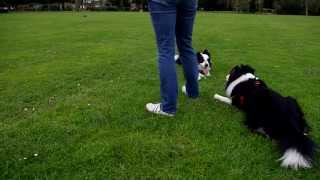 Border Collie dogs go nuts for balls [upl. by Ielhsa]