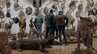 Thousands of Taxidermied Animals Seized in Spain [upl. by Asselim]