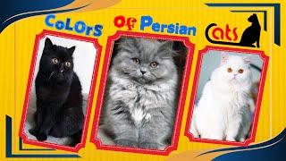 Top 5 Persian Cats  Persian cats breeds  colors of Persian cats  Persian cat breeding color [upl. by Drislane]