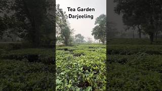 Tea Garden Darjeeling shortsfeed vlog shortvideo youtubevideo [upl. by Esinahs]