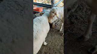 Sheep Farming Bighorn Rams Head Butting rams fight [upl. by Mohandis84]