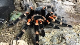 Tarantula Molting Time Lapse  Brachypelma Auratum  Mexican Flame Knee Tarantula Molting [upl. by Atikir]