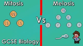 Meiosis Explained and Compared with Mitosis  WJEC Biology  GCSE REVISION Year 11 [upl. by Winograd]