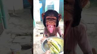 Bandar mama pehan pajama 😂 monkey funny comedy trending shots [upl. by Lowson]