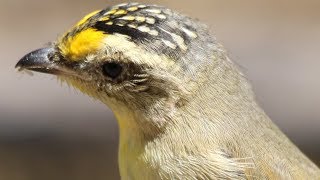 Who’s a pretty bird  Striated Pardalotes in the Capertee Valley [upl. by Ailil]