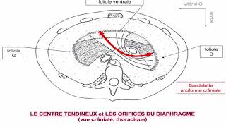 Le diaphragme thoraco abdominal [upl. by Haugen]