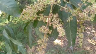 Mulgoba Malgoba Mango Flowering after Fungus and Hopper Control Sprays [upl. by Kronfeld]