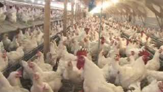 Poultry Farming [upl. by Battista]