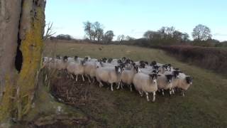 Grafton Hunt terrorising sheep 1412017 [upl. by Wan]