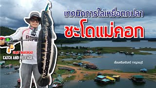 TRAVEL FISHING CAMPING เทคนิคการไล่เหยื่อตกชะโดแม่คอก แพเขื่อนศรีนครินทร์ RapalaBlack ThundrosMagnum [upl. by Emilee58]